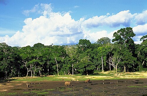 Dzanga-Sangha Reserve